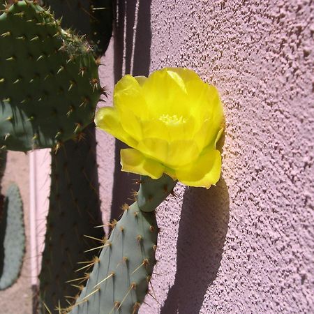 Adobe Rose Inn Tucson Zewnętrze zdjęcie