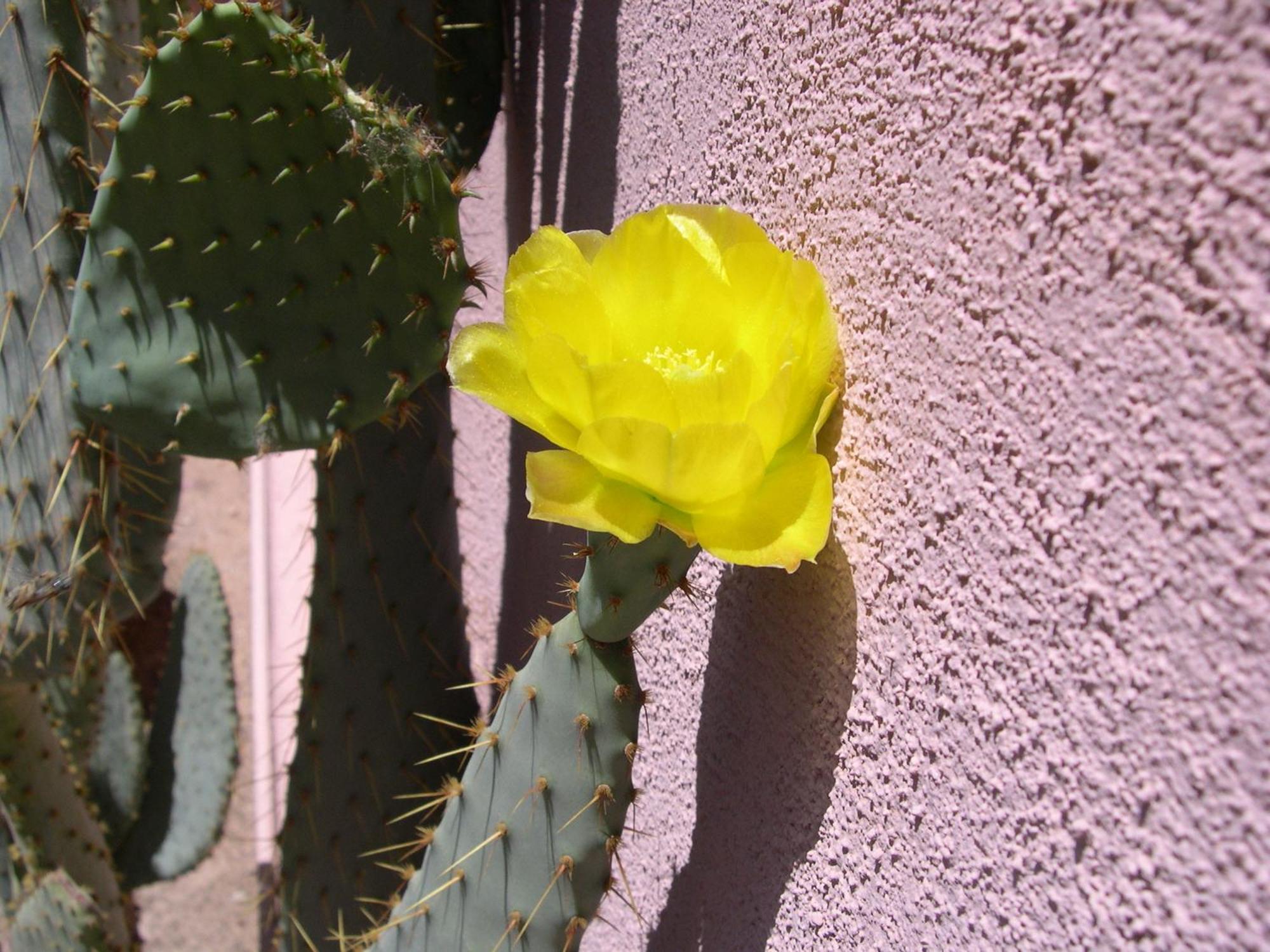 Adobe Rose Inn Tucson Zewnętrze zdjęcie