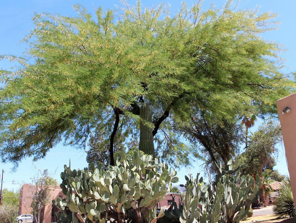 Adobe Rose Inn Tucson Zewnętrze zdjęcie